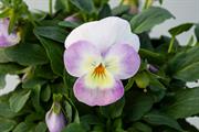 Top pansies and violas from 2026 trials named